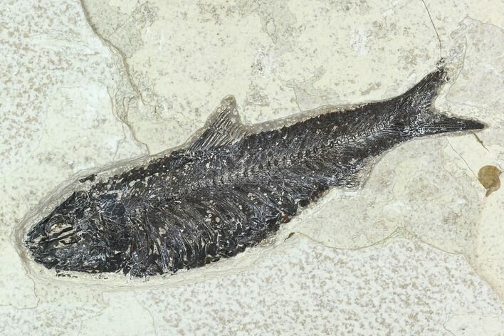 Fossil Fish (Knightia) - Green River Formation #126188
